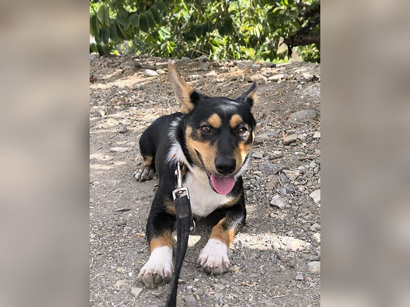 Kleiner Papo mit großem Herz sucht dich