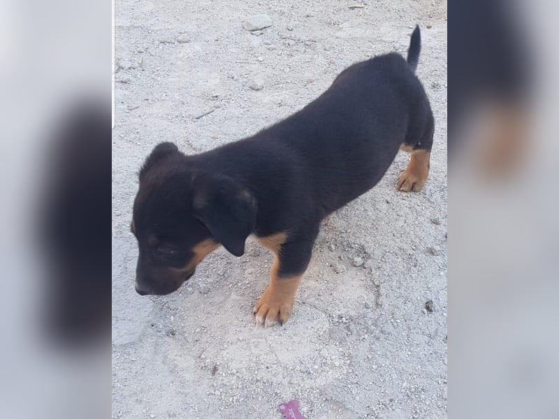 GROOT sucht seine Familie!