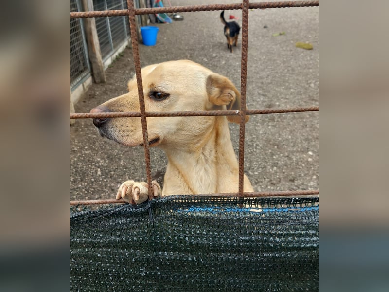Aaron sucht sein Körbchen