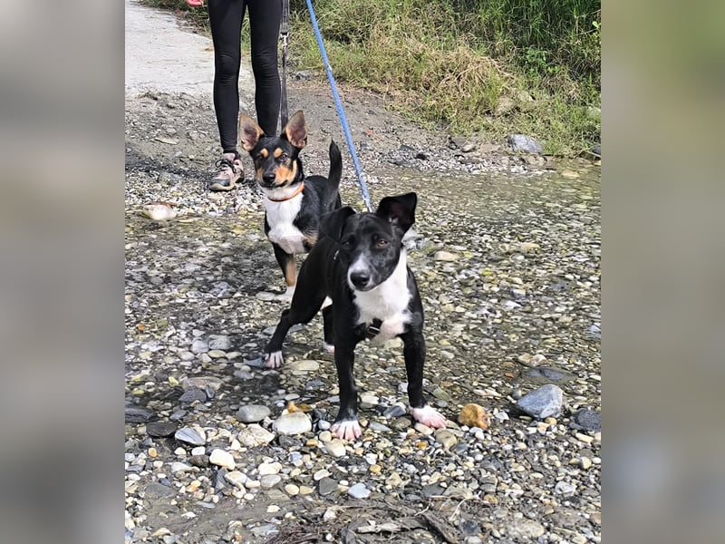 Kleiner Papo mit großem Herz sucht dich