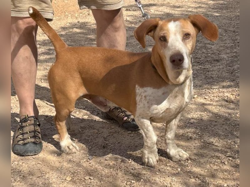 kurze Beine, großes Herz = Telho