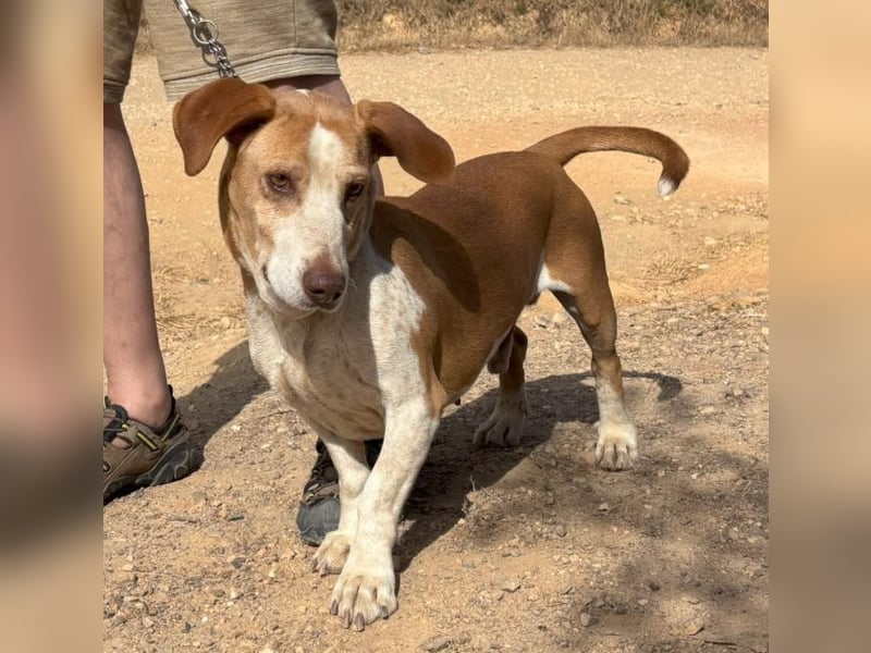 kurze Beine, großes Herz = Telho