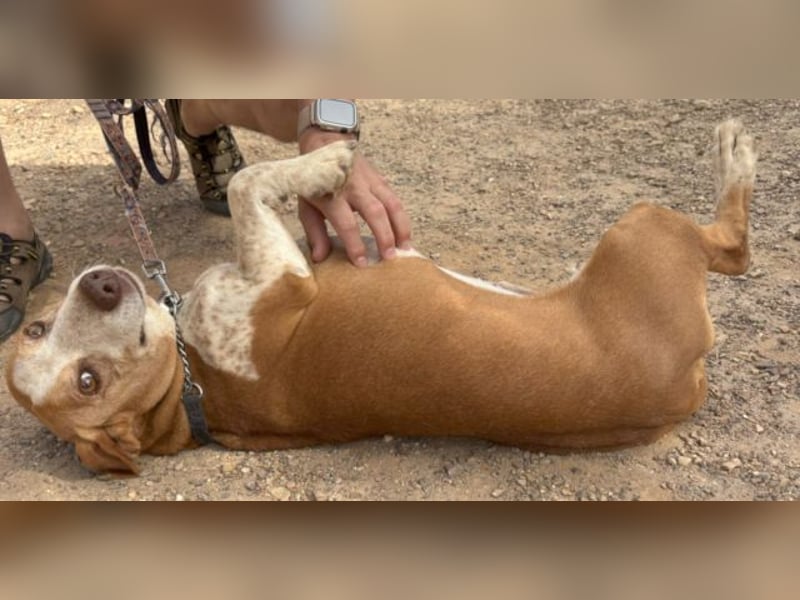 kurze Beine, großes Herz = Telho