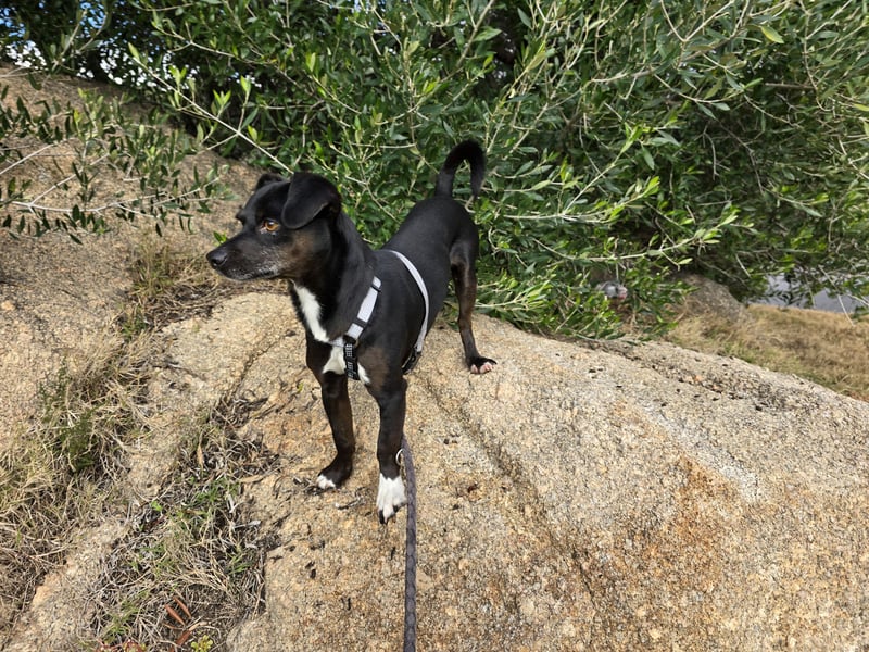 Nerino: ein Schatz für "überall mit dabei"