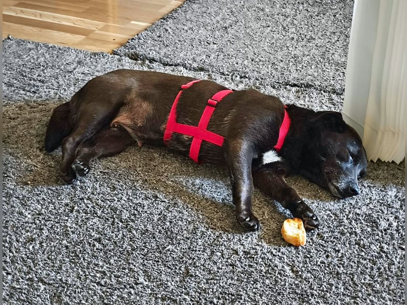 Die kleine Cassy sucht ihr Glück