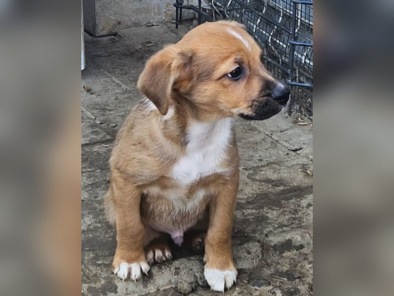  KANO – DER GRÖSSTE DER RASSELBANDE SUCHT SEIN GROSSES GLÜCK! ❤️