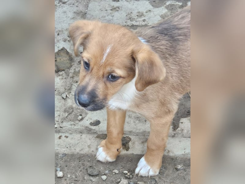  KANO – DER GRÖSSTE DER RASSELBANDE SUCHT SEIN GROSSES GLÜCK! ❤️