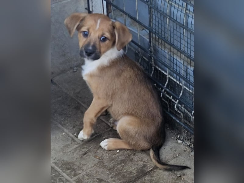  KANO – DER GRÖSSTE DER RASSELBANDE SUCHT SEIN GROSSES GLÜCK! ❤️