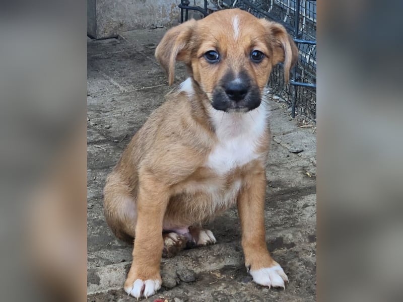  KANO – DER GRÖSSTE DER RASSELBANDE SUCHT SEIN GROSSES GLÜCK! ❤️