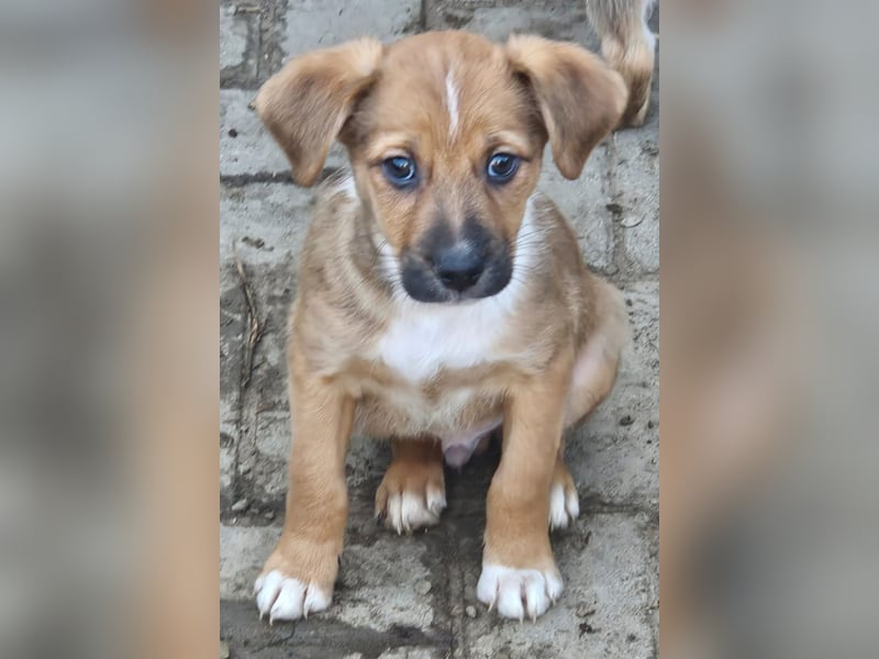  KANO – DER GRÖSSTE DER RASSELBANDE SUCHT SEIN GROSSES GLÜCK! ❤️