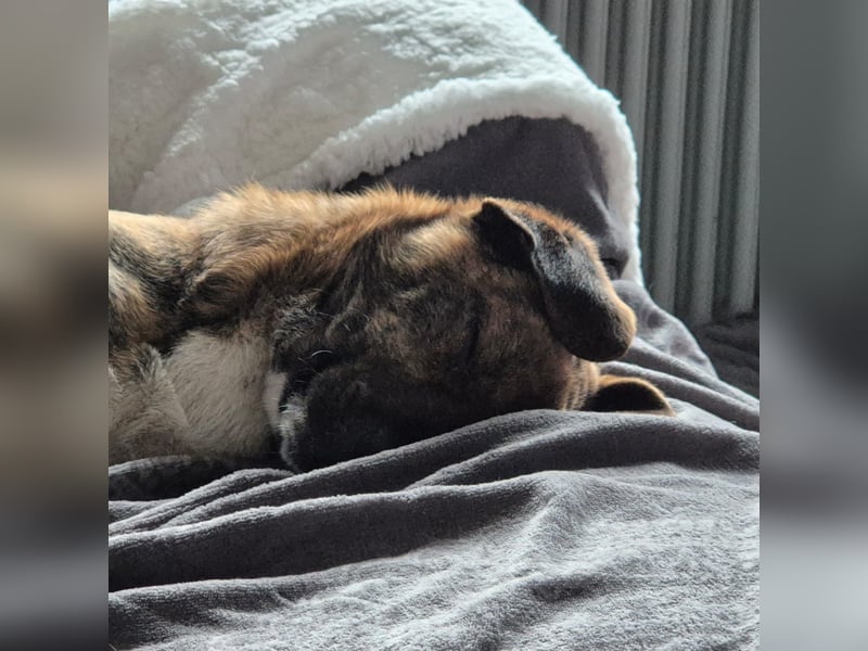 Freddy, Pflegestelle 26629 Großefehn