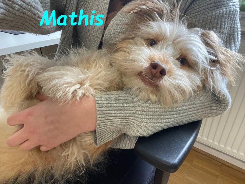 Mathis geb. 08/2022 (in Deutschland) - aktiver und anhänglicher kleiner Rüde!