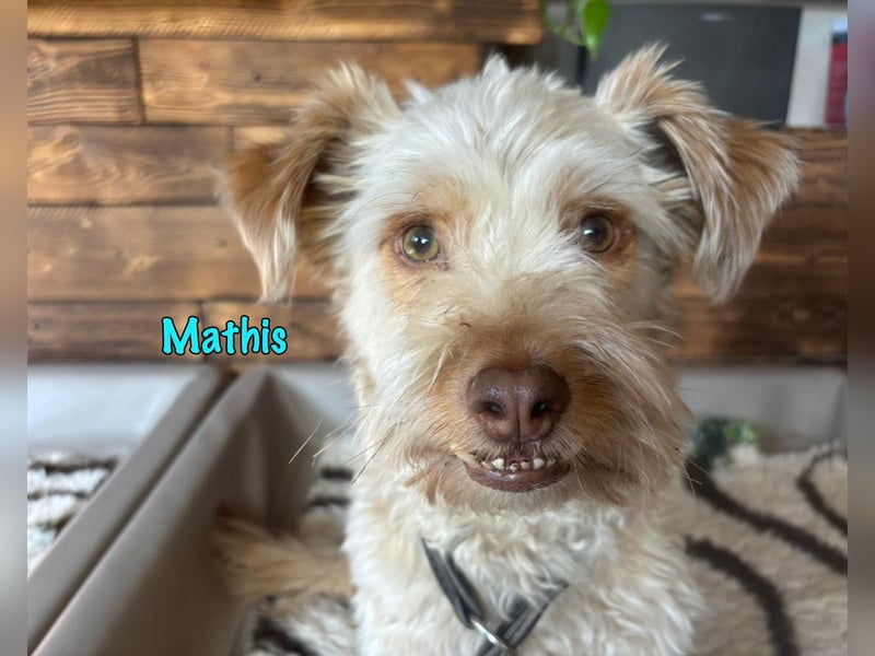 NOTFALL Mathis geb.8/22 (Deutschland) - kleiner Terrier-Mix sucht DRINGEND Pflegestelle/Zuhause!