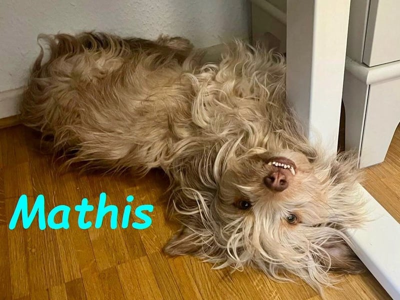 NOTFALL Mathis geb.8/22 (Deutschland) - kleiner Terrier-Mix sucht DRINGEND Pflegestelle/Zuhause!