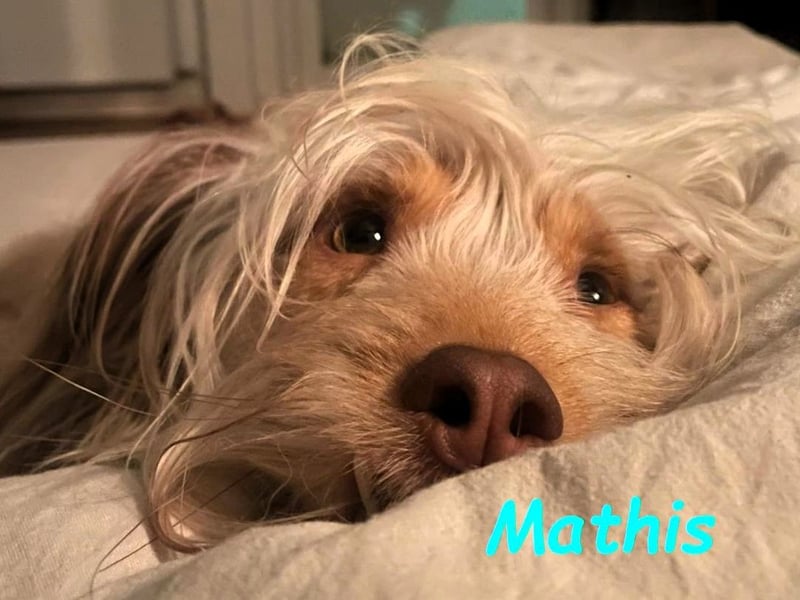 NOTFALL Mathis geb.8/22 (Deutschland) - kleiner Terrier-Mix sucht DRINGEND Pflegestelle/Zuhause!