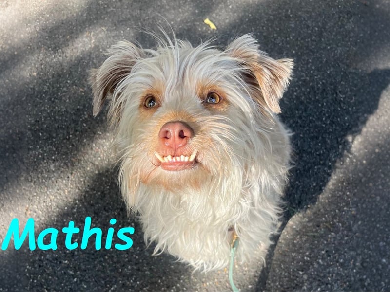 Mathis geb. 08/2022 (in Deutschland) - aktiver und anhänglicher kleiner Rüde!