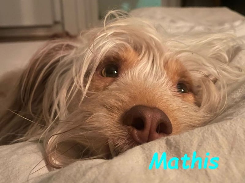 Mathis geb. 08/2022 (in Deutschland) - aktiver und anhänglicher kleiner Rüde!