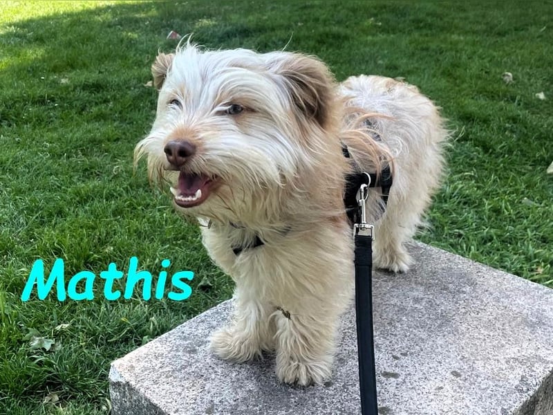 NOTFALL Mathis geb.8/22 (Deutschland) - kleiner Terrier-Mix sucht DRINGEND Pflegestelle/Zuhause!