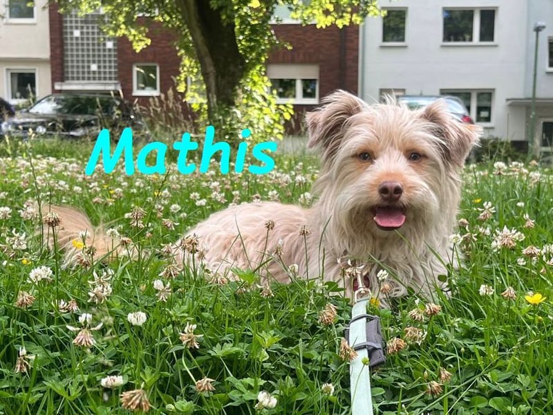 Mathis geb. 08/2022 (in Deutschland) - aktiver und anhänglicher kleiner Rüde!