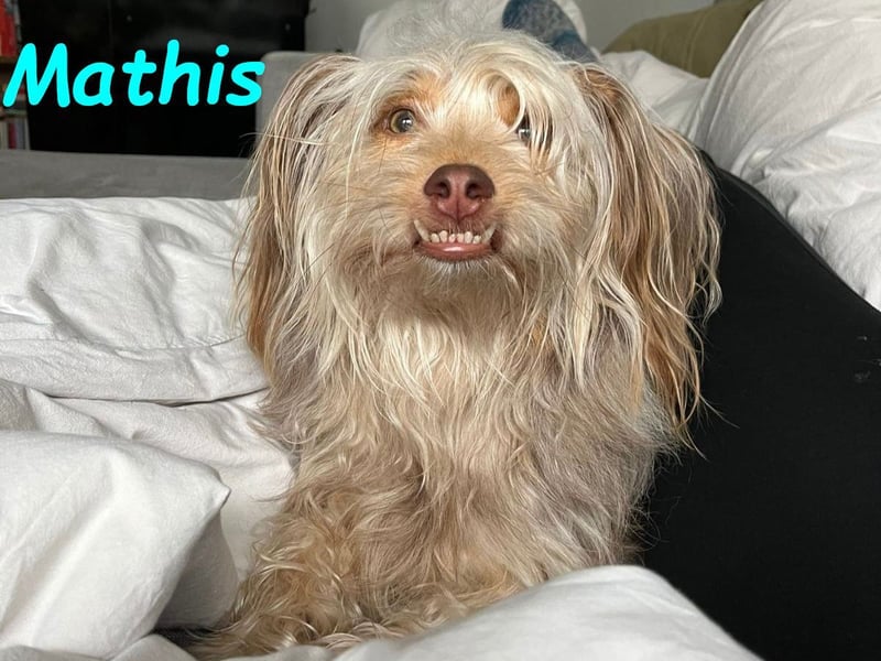 Mathis geb. 08/2022 (in Deutschland) - aktiver und anhänglicher kleiner Rüde!