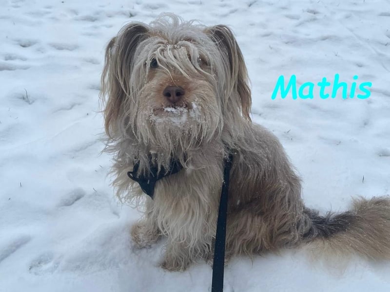 NOTFALL Mathis geb.8/22 (Deutschland) - kleiner Terrier-Mix sucht DRINGEND Pflegestelle/Zuhause!