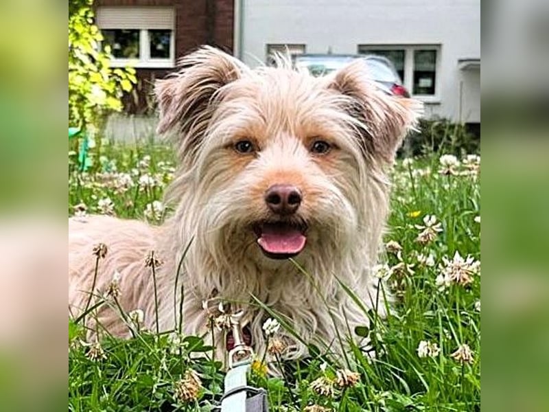 NOTFALL Mathis geb.8/22 (Deutschland) - kleiner Terrier-Mix sucht DRINGEND Pflegestelle/Zuhause!