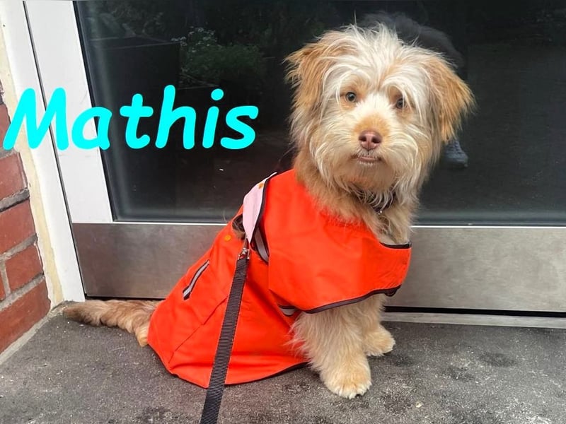NOTFALL Mathis geb.8/22 (Deutschland) - kleiner Terrier-Mix sucht DRINGEND Pflegestelle/Zuhause!