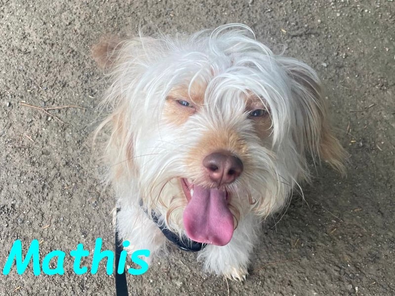 Mathis geb. 08/2022 (in Deutschland) - aktiver und anhänglicher kleiner Rüde!