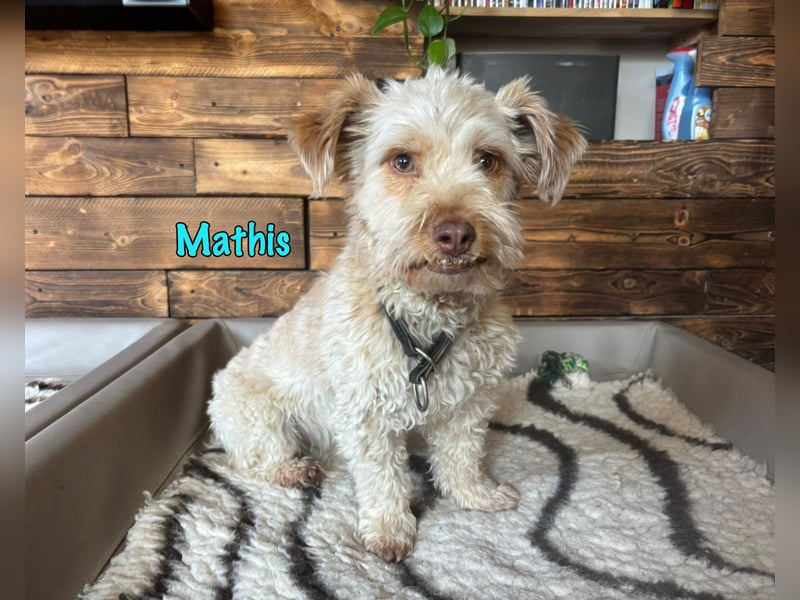 NOTFALL Mathis geb.8/22 (Deutschland) - kleiner Terrier-Mix sucht DRINGEND Pflegestelle/Zuhause!