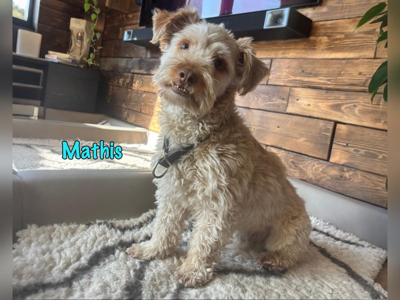 NOTFALL Mathis geb.8/22 (Deutschland) - kleiner Terrier-Mix sucht DRINGEND Pflegestelle/Zuhause!