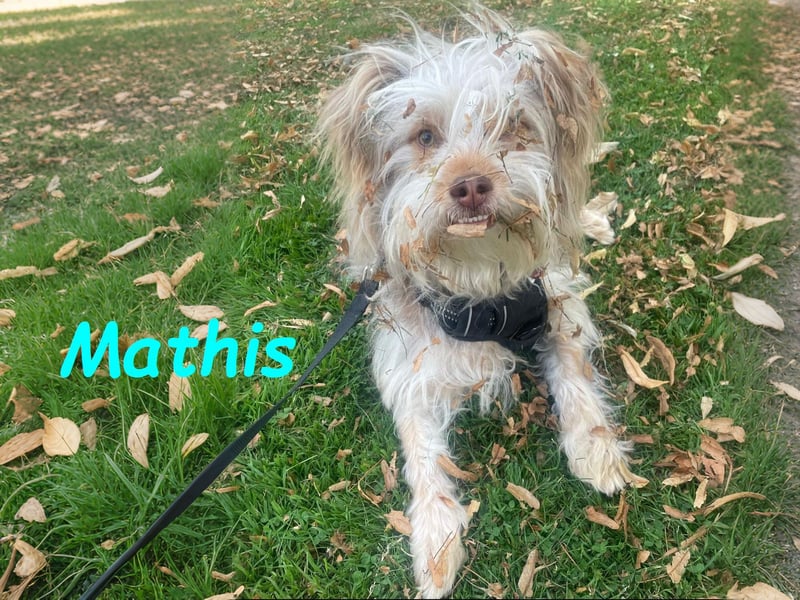 Mathis geb. 08/2022 (in Deutschland) - aktiver und anhänglicher kleiner Rüde!