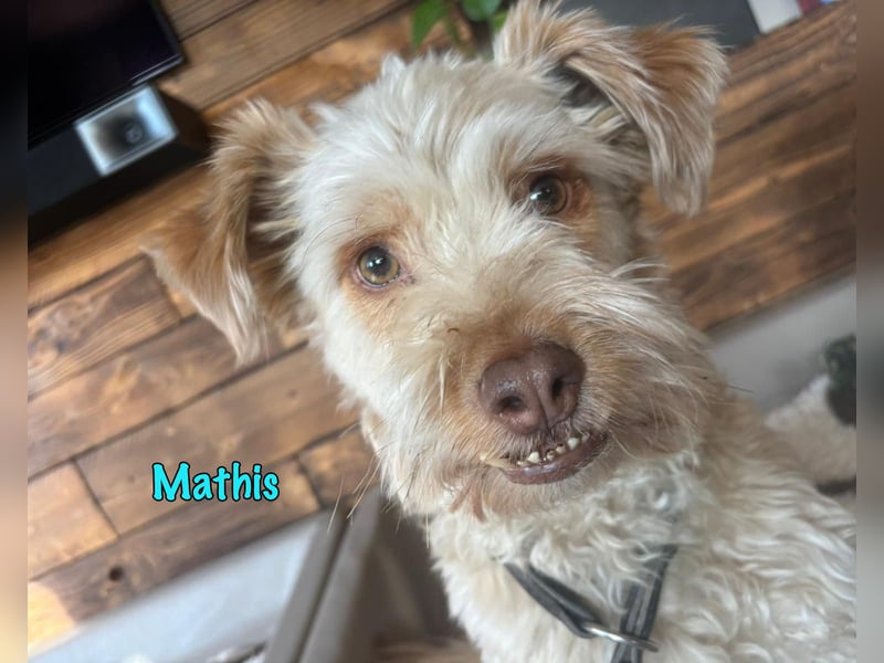 NOTFALL Mathis geb.8/22 (Deutschland) - kleiner Terrier-Mix sucht DRINGEND Pflegestelle/Zuhause!