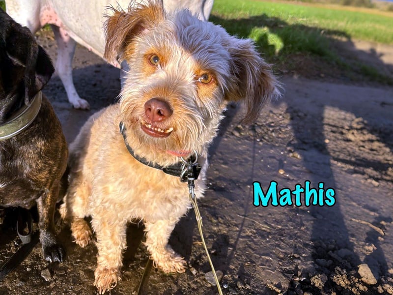 NOTFALL Mathis geb.8/22 (Deutschland) - kleiner Terrier-Mix sucht DRINGEND Pflegestelle/Zuhause!