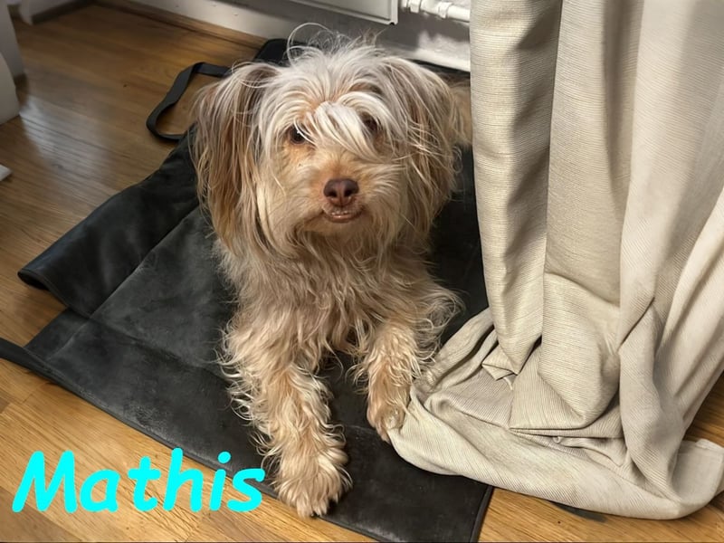 Mathis geb. 08/2022 (in Deutschland) - aktiver und anhänglicher kleiner Rüde!
