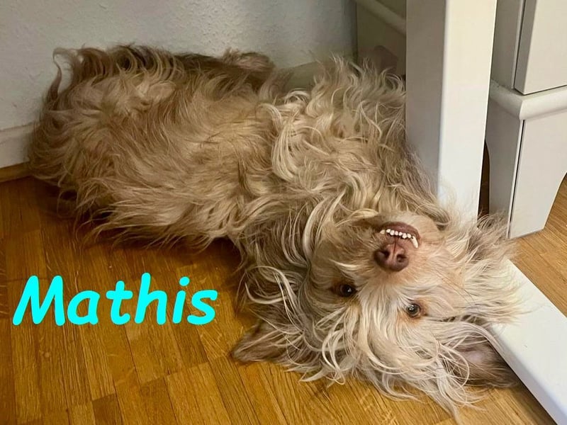 Mathis geb. 08/2022 (in Deutschland) - aktiver und anhänglicher kleiner Rüde!
