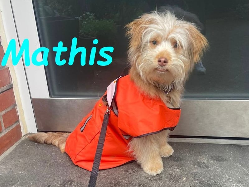 Mathis geb. 08/2022 (in Deutschland) - aktiver und anhänglicher kleiner Rüde!