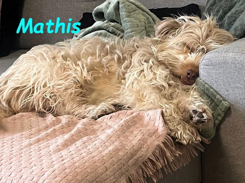 NOTFALL Mathis geb.8/22 (Deutschland) - kleiner Terrier-Mix sucht DRINGEND Pflegestelle/Zuhause!