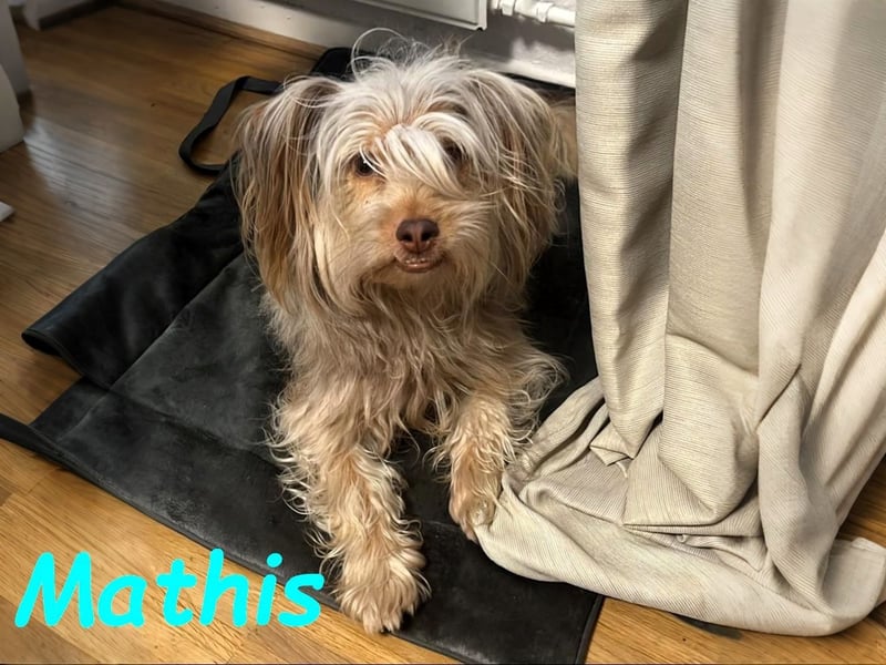 NOTFALL Mathis geb.8/22 (Deutschland) - kleiner Terrier-Mix sucht DRINGEND Pflegestelle/Zuhause!