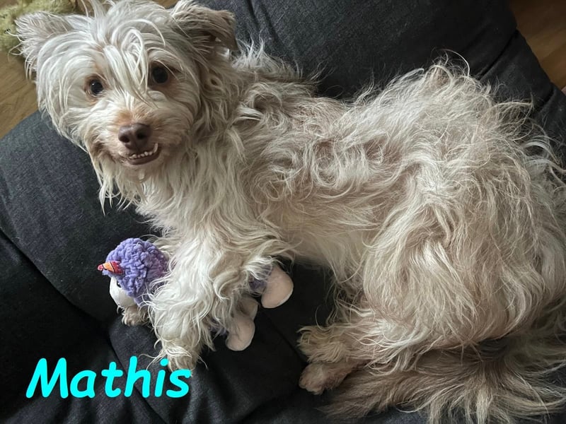 NOTFALL Mathis geb.8/22 (Deutschland) - kleiner Terrier-Mix sucht DRINGEND Pflegestelle/Zuhause!