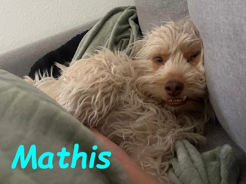 NOTFALL Mathis geb.8/22 (Deutschland) - kleiner Terrier-Mix sucht DRINGEND Pflegestelle/Zuhause!