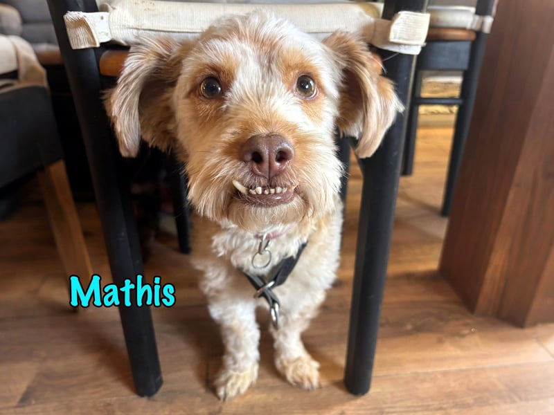NOTFALL Mathis geb.8/22 (Deutschland) - kleiner Terrier-Mix sucht DRINGEND Pflegestelle/Zuhause!