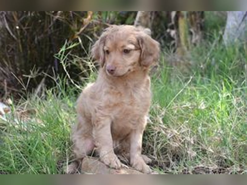 Hera, Hazel und Heidi, drei quirlige und menschenbezogene kleine Hundemädchen