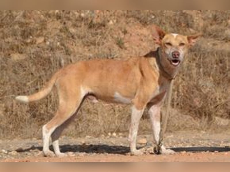 Banjo, neugierig und vertrauensvoll, ein Hund zum Liebhaben