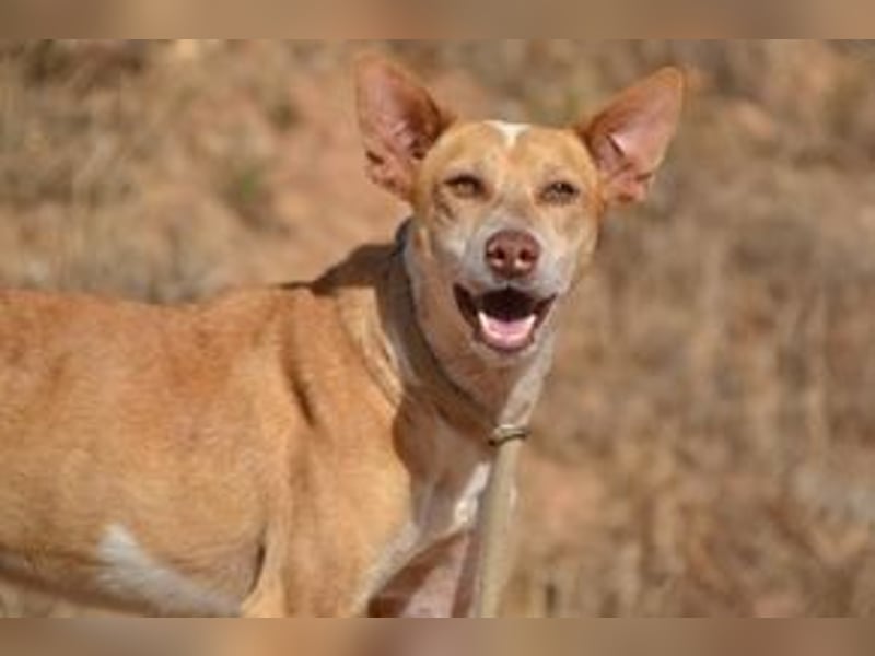 Banjo, neugierig und vertrauensvoll, ein Hund zum Liebhaben
