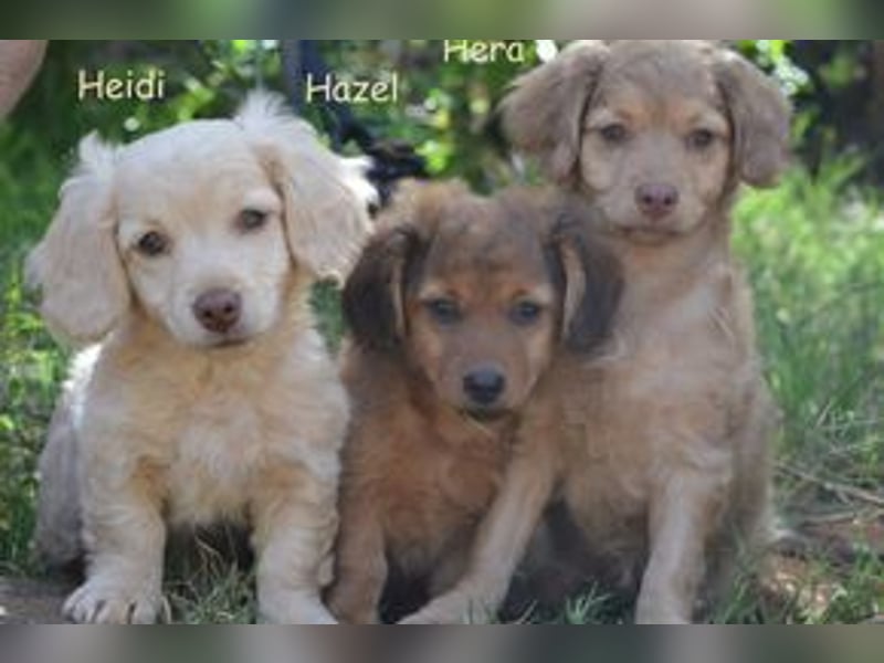 Heidi, Hazel und Hera, drei quirlige und menschenbezogene kleine Hundemädchen