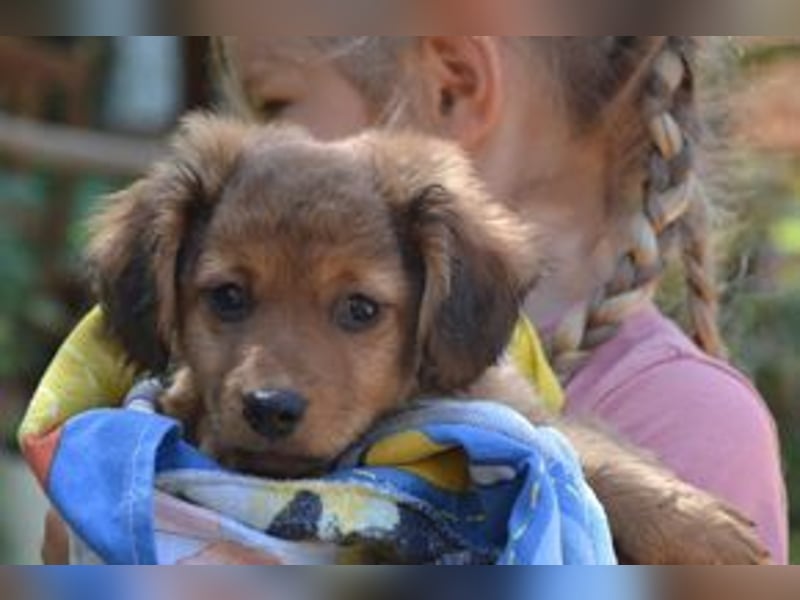 Hazel, Heidi und Hera, drei quirlige und menschenbezogene kleine Hundemädchen