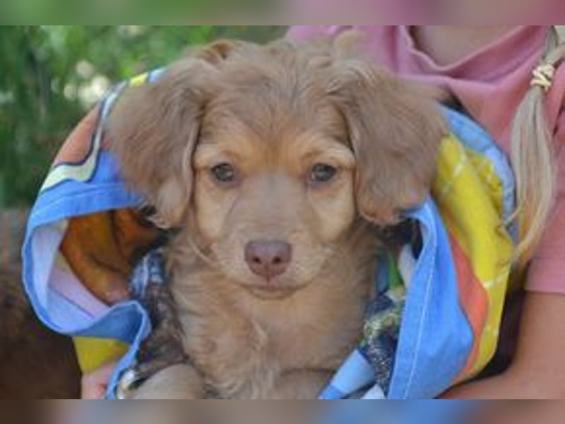 Hera, Hazel und Heidi, drei quirlige und menschenbezogene kleine Hundemädchen