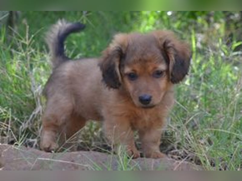 Hazel, Heidi und Hera, drei quirlige und menschenbezogene kleine Hundemädchen