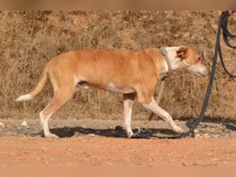 Banjo, neugierig und vertrauensvoll, ein Hund zum Liebhaben