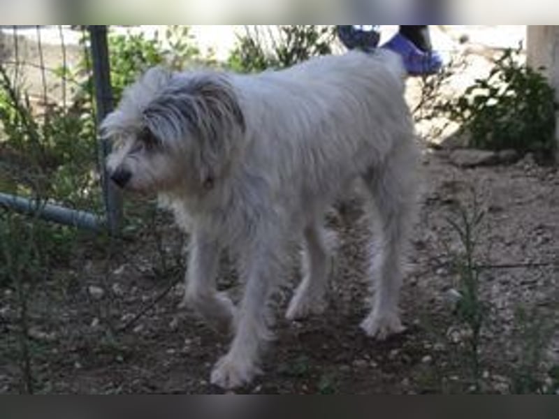 Tikuna und ihre Hundefreunde suchen dringend eine liebevolle neue Bleibe